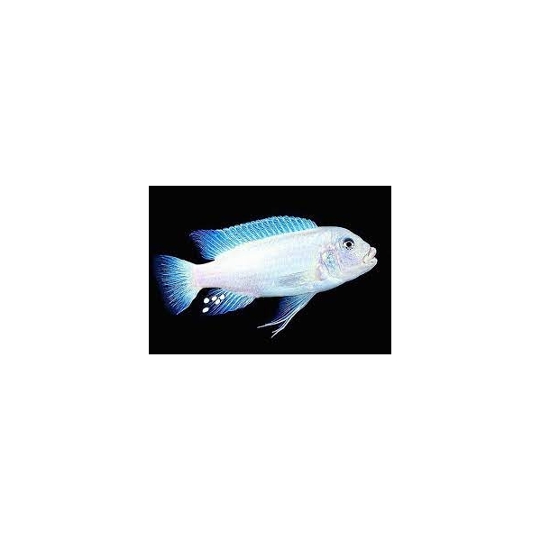 Pyszczak Albino