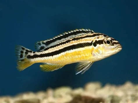 Pyszczak  Melanochromis auratus