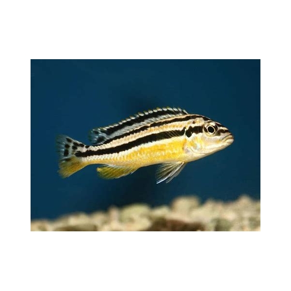 Pyszczak  Melanochromis auratus