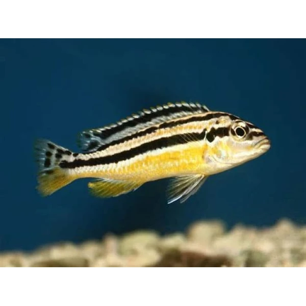 Pyszczak  Melanochromis auratus