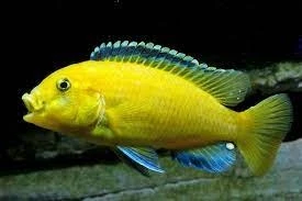 Pyszczak  Labidochromis caeruleus Yellow