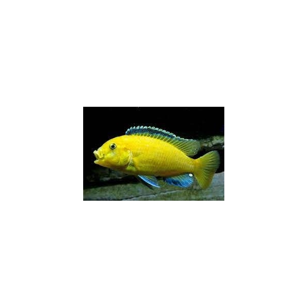 Pyszczak  Labidochromis caeruleus Yellow