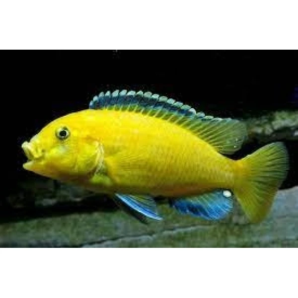 Pyszczak  Labidochromis caeruleus Yellow
