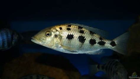 Pyszczak Fossochromis rostratus