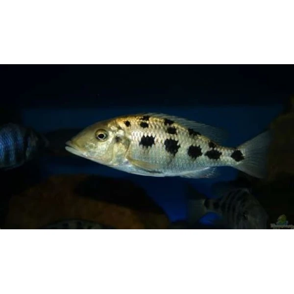 Pyszczak Fossochromis rostratus