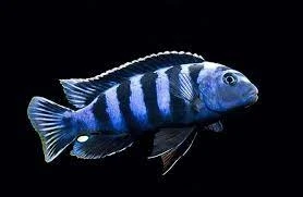 Pyszczak Pseudotropheus Saulosi