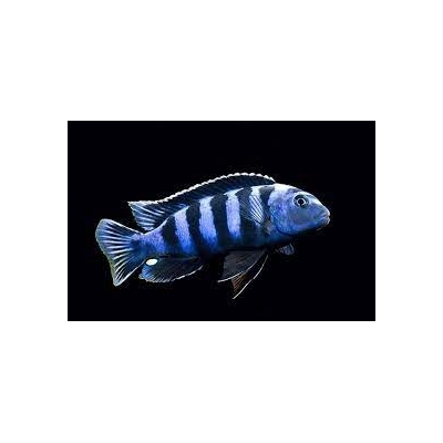 Pyszczak Pseudotropheus Saulosi