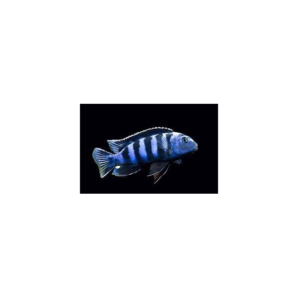 Pyszczak Pseudotropheus Saulosi