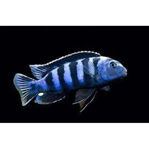 Pyszczak Pseudotropheus Saulosi