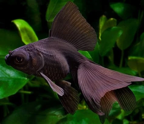 Welonka - Carassius auratus