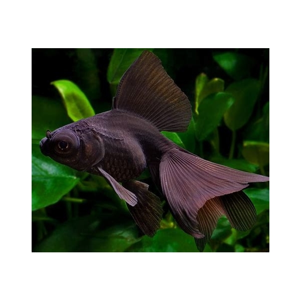 Welonka - Carassius auratus