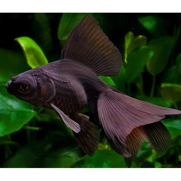 Welonka - Carassius auratus