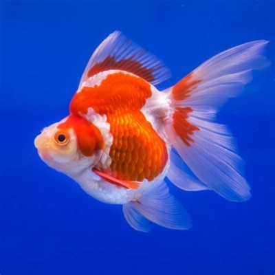 Welonka - Carassius auratus