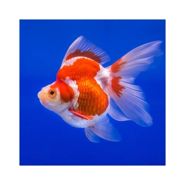 Welonka - Carassius auratus