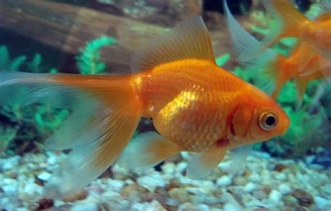 Welonka - Carassius auratus