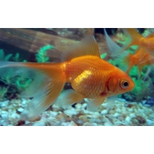 Welonka - Carassius auratus