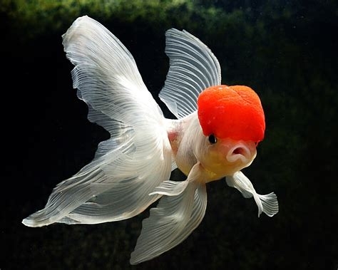 Welonka - Carassius auratus