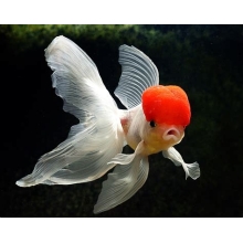 Welonka - Carassius auratus