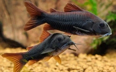 Kirysek Wenezuelski (Corydoras Venezuelanus)
