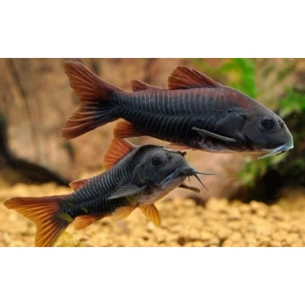 Kirysek Wenezuelski (Corydoras Venezuelanus)