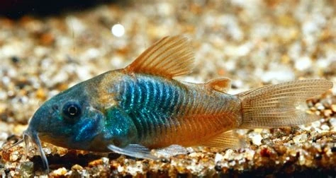 Kirysek Wenezuelski (Corydoras Venezuelanus)