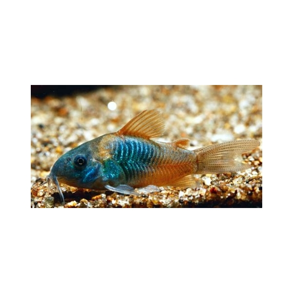 Kirysek Wenezuelski (Corydoras Venezuelanus)