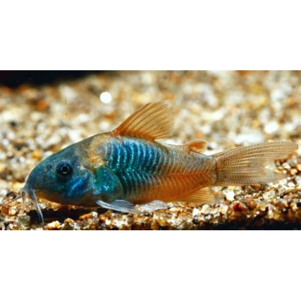 Kirysek Wenezuelski (Corydoras Venezuelanus)