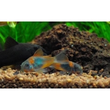 Kirysek Wenezuelski (Corydoras Venezuelanus)