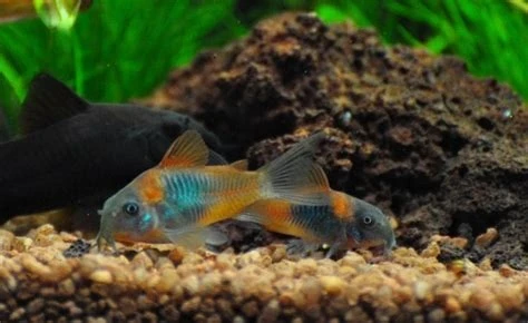 Kirysek Wenezuelski (Corydoras Venezuelanus)