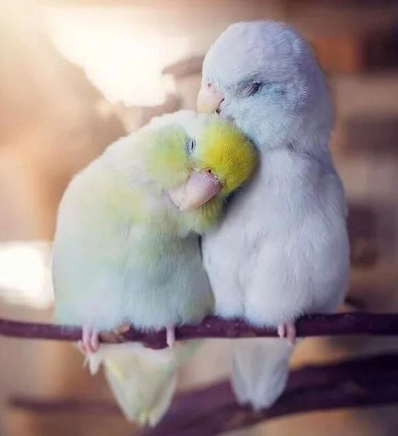 Papugi Nierozłączki