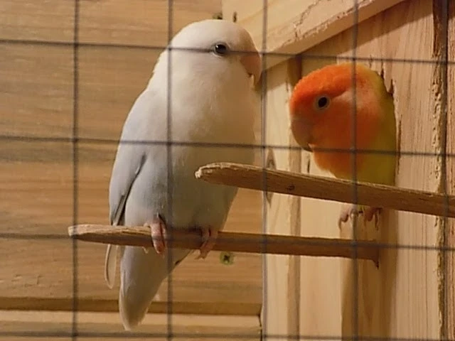 Papugi Nierozłączki