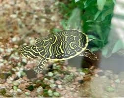 Żółw Wodno-lądowy Pseudemys peninsularis