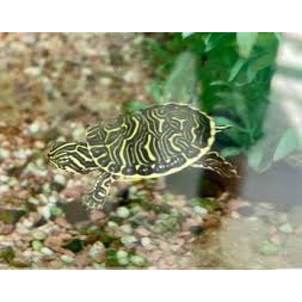 Żółw Wodno-lądowy Pseudemys peninsularis