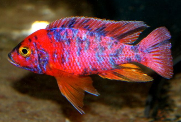 Aulonoacara