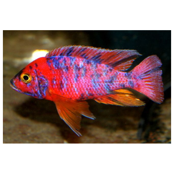 Aulonoacara
