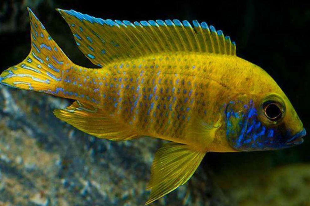 Aulonoacara