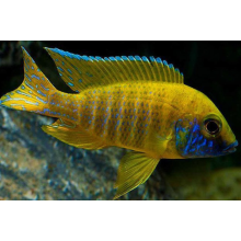 Aulonoacara
