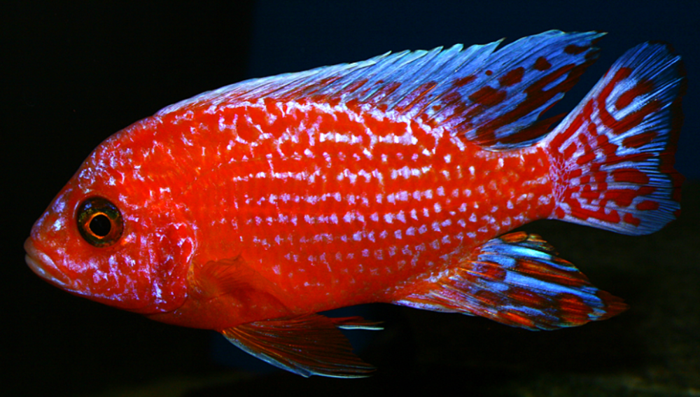 Aulonoacara