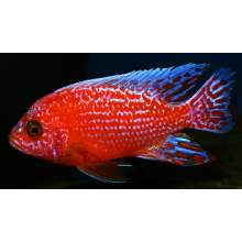 Aulonoacara