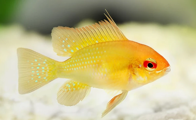 Pielęgnica Ramireza Gold