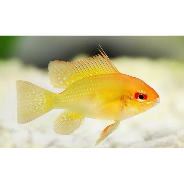 Pielęgnica Ramireza Gold