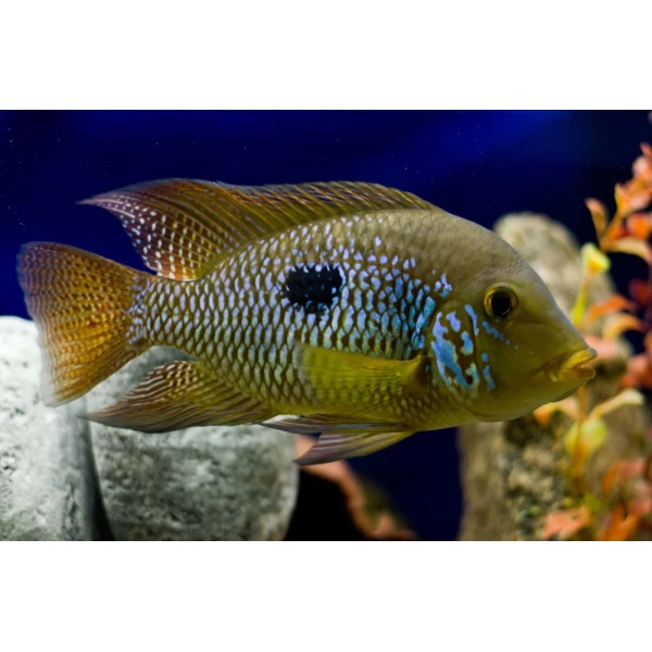 Ziemiojad Brazylijski