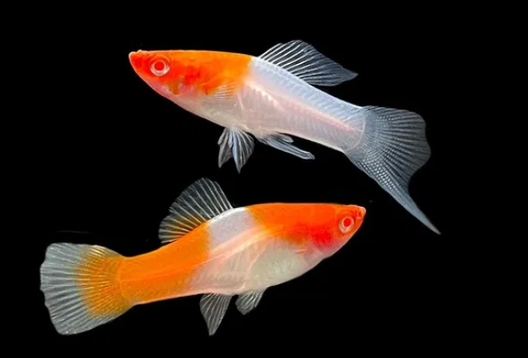 Mieczyk Koi