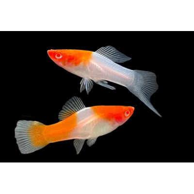 Mieczyk Koi