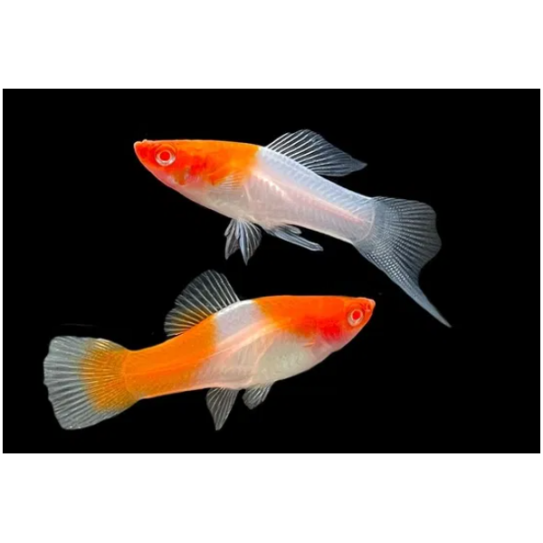 Mieczyk Koi