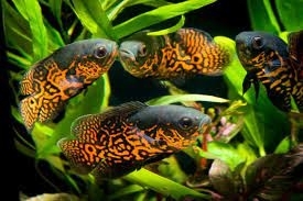 Pielęgnica Pawiooka Red Oscar Tiger