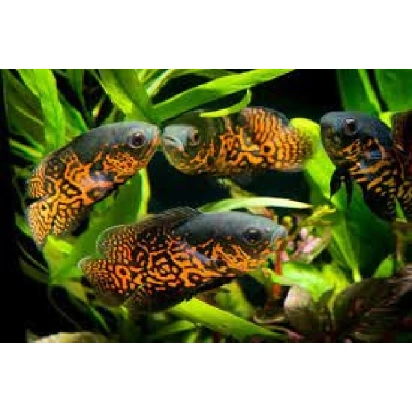 Pielęgnica Pawiooka Red Oscar Tiger