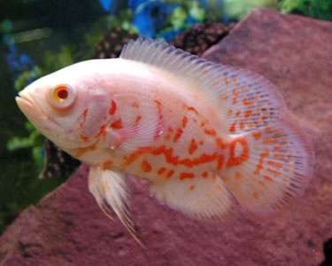 Pielęgnica Pawiooka Albino Oscar Tiger