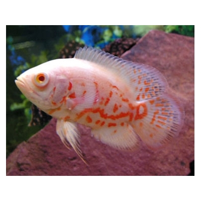 Pielęgnica Pawiooka Albino Oscar Tiger