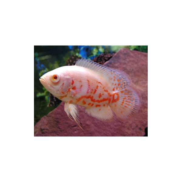 Pielęgnica Pawiooka Albino Oscar Tiger
